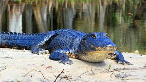 Blue Gator Socks - Image 3